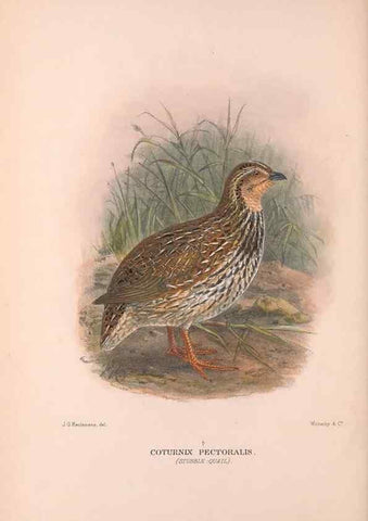 Reproducción/Reproduction 48683858588: The Birds of Australia. London :Witherby & Co.,1910-1927.. 