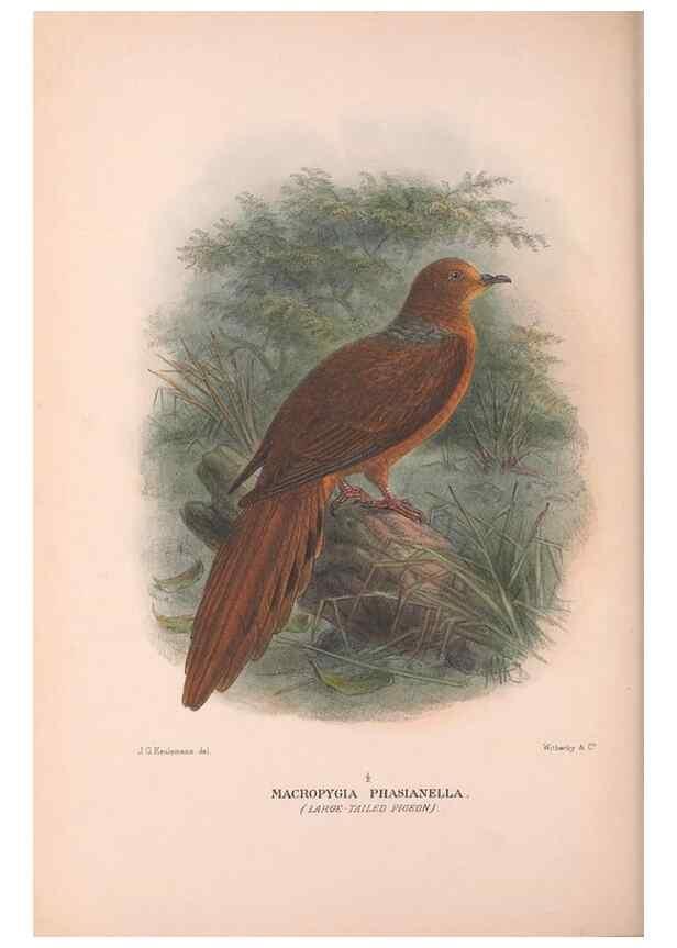 Reproducción/Reproduction 48684204411: The Birds of Australia. London :Witherby & Co.,1910-1927.. 