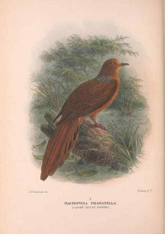 Reproducción/Reproduction 48684204411: The Birds of Australia. London :Witherby & Co.,1910-1927.. 