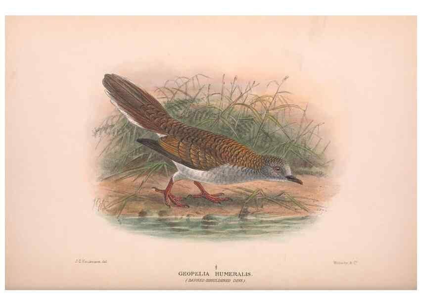 Reproducción/Reproduction 48683866103: The Birds of Australia. London :Witherby & Co.,1910-1927.. 