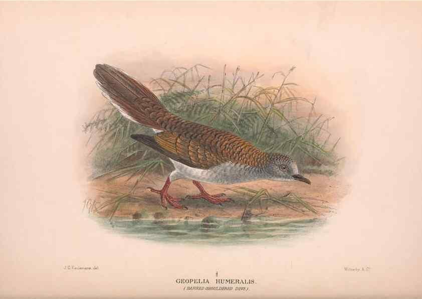 Reproducción/Reproduction 48683866103: The Birds of Australia. London :Witherby & Co.,1910-1927.. 