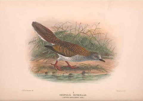Reproducción/Reproduction 48683866103: The Birds of Australia. London :Witherby & Co.,1910-1927.. 