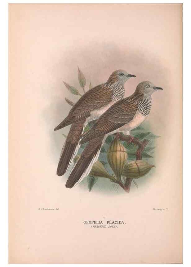 Reproducción/Reproduction 48684380077: The Birds of Australia. London :Witherby & Co.,1910-1927.. 