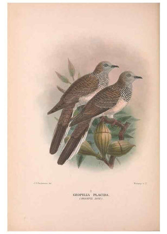 Reproducción/Reproduction 48684380077: The Birds of Australia. London :Witherby & Co.,1910-1927.. 