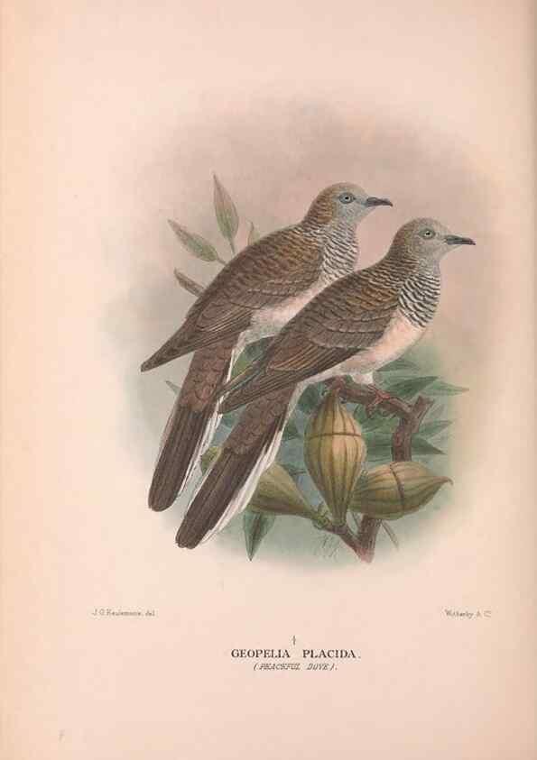 Reproducción/Reproduction 48684380077: The Birds of Australia. London :Witherby & Co.,1910-1927.. 