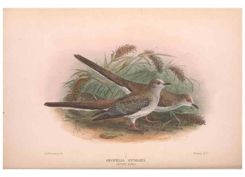Reproducción/Reproduction 48684205371: The Birds of Australia. London :Witherby & Co.,1910-1927.. 