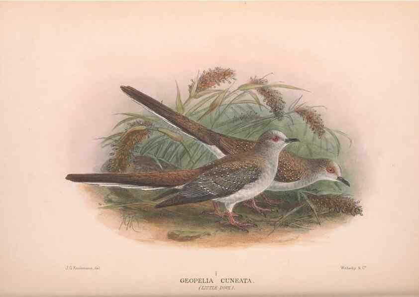 Reproducción/Reproduction 48684205371: The Birds of Australia. London :Witherby & Co.,1910-1927.. 