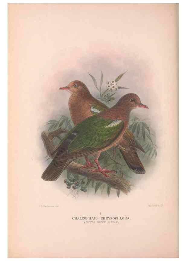Reproducción/Reproduction 48684205756: The Birds of Australia. London :Witherby & Co.,1910-1927.. 