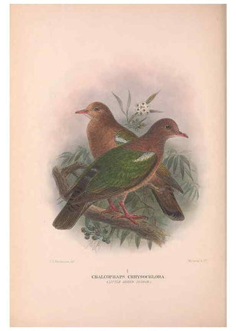 Reproducción/Reproduction 48684205756: The Birds of Australia. London :Witherby & Co.,1910-1927.. 