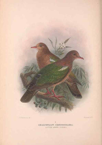 Reproducción/Reproduction 48684205756: The Birds of Australia. London :Witherby & Co.,1910-1927.. 