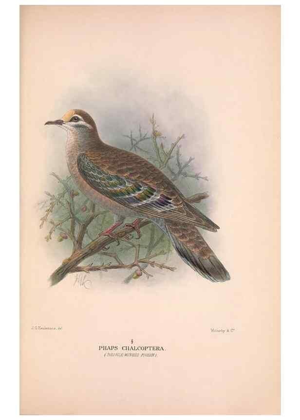 Reproducción/Reproduction 48683867588: The Birds of Australia. London :Witherby & Co.,1910-1927.. 