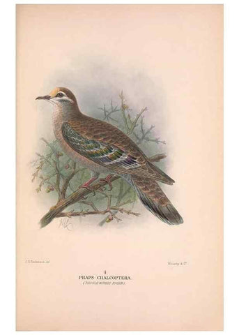 Reproducción/Reproduction 48683867588: The Birds of Australia. London :Witherby & Co.,1910-1927.. 