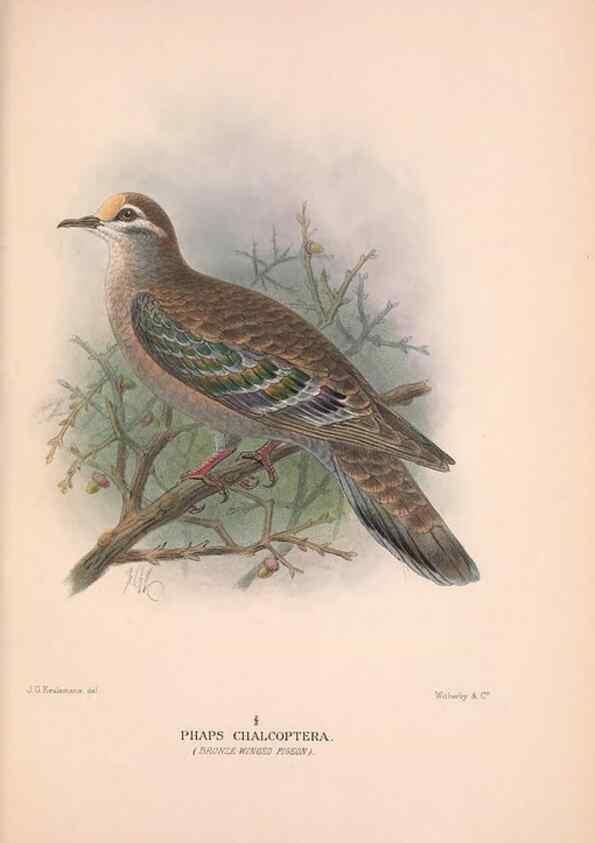 Reproducción/Reproduction 48683867588: The Birds of Australia. London :Witherby & Co.,1910-1927.. 