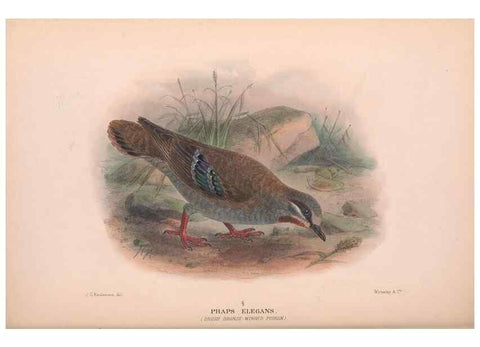 Reproducción/Reproduction 48684206296: The Birds of Australia. London :Witherby & Co.,1910-1927.. 