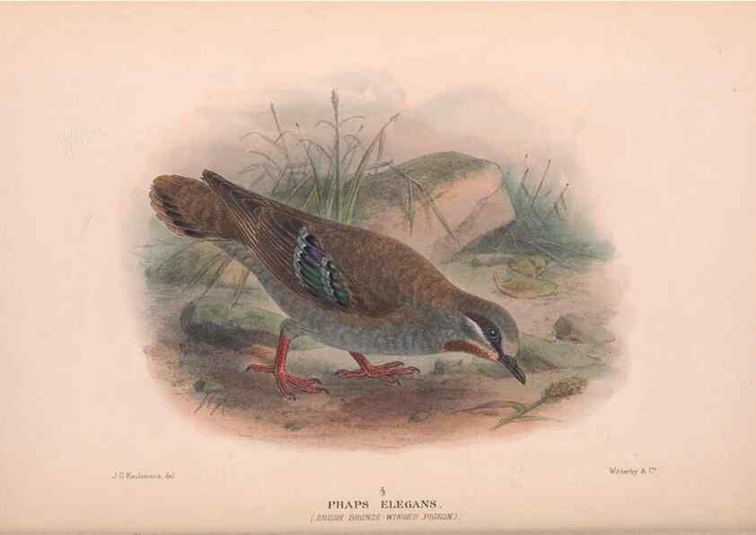 Reproducción/Reproduction 48684206296: The Birds of Australia. London :Witherby & Co.,1910-1927.. 