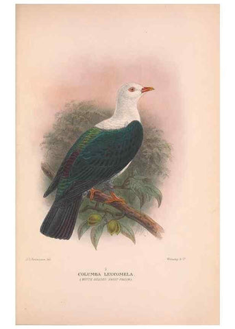 Reproducción/Reproduction 48684379037: The Birds of Australia. London :Witherby & Co.,1910-1927.. 
