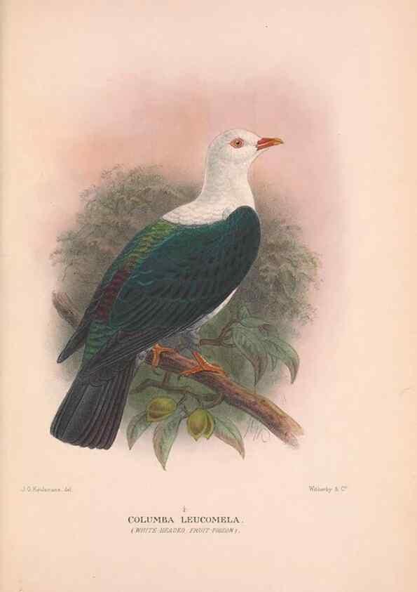 Reproducción/Reproduction 48684379037: The Birds of Australia. London :Witherby & Co.,1910-1927.. 