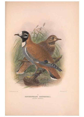 Reproducción/Reproduction 48683868143: The Birds of Australia. London :Witherby & Co.,1910-1927.. 
