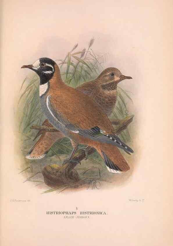 Reproducción/Reproduction 48683868143: The Birds of Australia. London :Witherby & Co.,1910-1927.. 