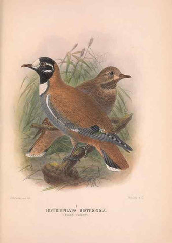 Reproducción/Reproduction 48683868143: The Birds of Australia. London :Witherby & Co.,1910-1927.. 