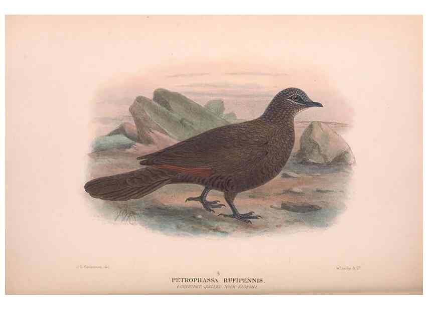 Reproducción/Reproduction 48683868778: The Birds of Australia. London :Witherby & Co.,1910-1927.. 