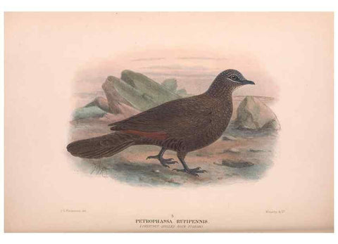 Reproducción/Reproduction 48683868778: The Birds of Australia. London :Witherby & Co.,1910-1927.. 