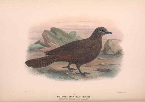 Reproducción/Reproduction 48683868778: The Birds of Australia. London :Witherby & Co.,1910-1927.. 