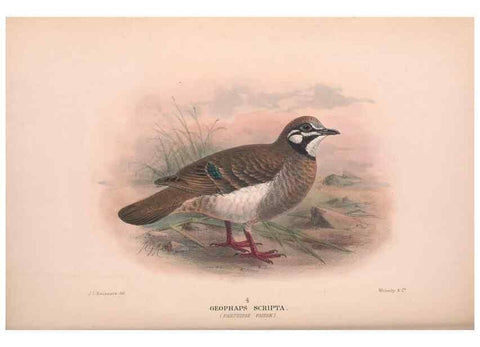 Reproducción/Reproduction 48683869053: The Birds of Australia. London :Witherby & Co.,1910-1927.. 