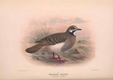 Reproducción/Reproduction 48683869053: The Birds of Australia. London :Witherby & Co.,1910-1927.. 