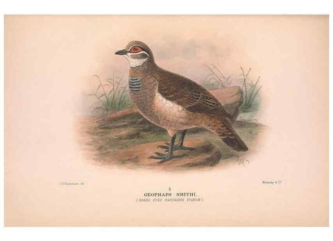Reproducción/Reproduction 48683869338: The Birds of Australia. London :Witherby & Co.,1910-1927.. 