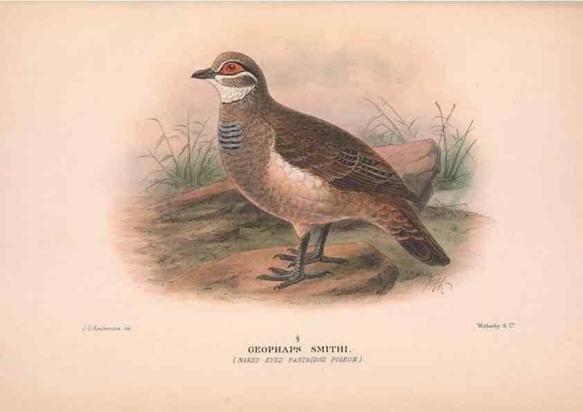 Reproducción/Reproduction 48683869338: The Birds of Australia. London :Witherby & Co.,1910-1927.. 
