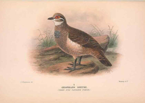 Reproducción/Reproduction 48683869338: The Birds of Australia. London :Witherby & Co.,1910-1927.. 