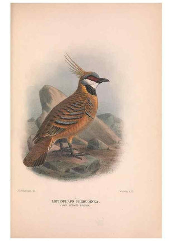Reproducción/Reproduction 48684383297: The Birds of Australia. London :Witherby & Co.,1910-1927.. 
