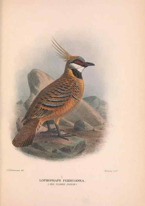 Reproducción/Reproduction 48684383297: The Birds of Australia. London :Witherby & Co.,1910-1927.. 