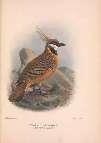 Reproducción/Reproduction 48684383297: The Birds of Australia. London :Witherby & Co.,1910-1927.. 