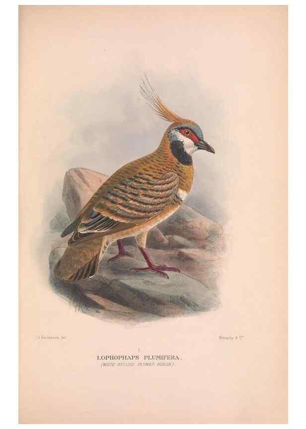 Reproducción/Reproduction 48684383637: The Birds of Australia. London :Witherby & Co.,1910-1927.. 