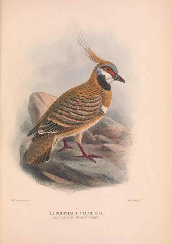 Reproducción/Reproduction 48684383637: The Birds of Australia. London :Witherby & Co.,1910-1927.. 