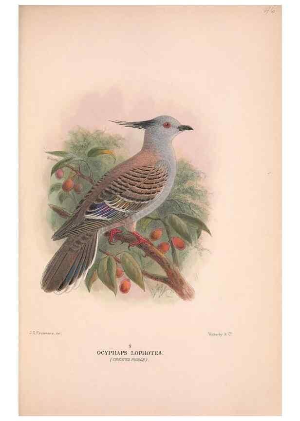 Reproducción/Reproduction 48684208911: The Birds of Australia. London :Witherby & Co.,1910-1927.. 