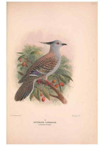 Reproducción/Reproduction 48684208911: The Birds of Australia. London :Witherby & Co.,1910-1927.. 