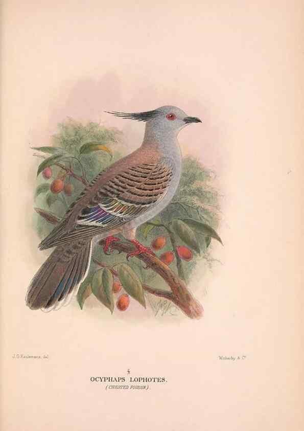 Reproducción/Reproduction 48684208911: The Birds of Australia. London :Witherby & Co.,1910-1927.. 
