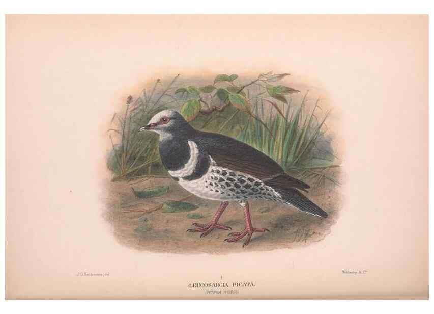 Reproducción/Reproduction 48684384277: The Birds of Australia. London :Witherby & Co.,1910-1927.. 