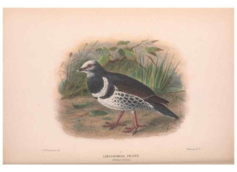 Reproducción/Reproduction 48684384277: The Birds of Australia. London :Witherby & Co.,1910-1927.. 