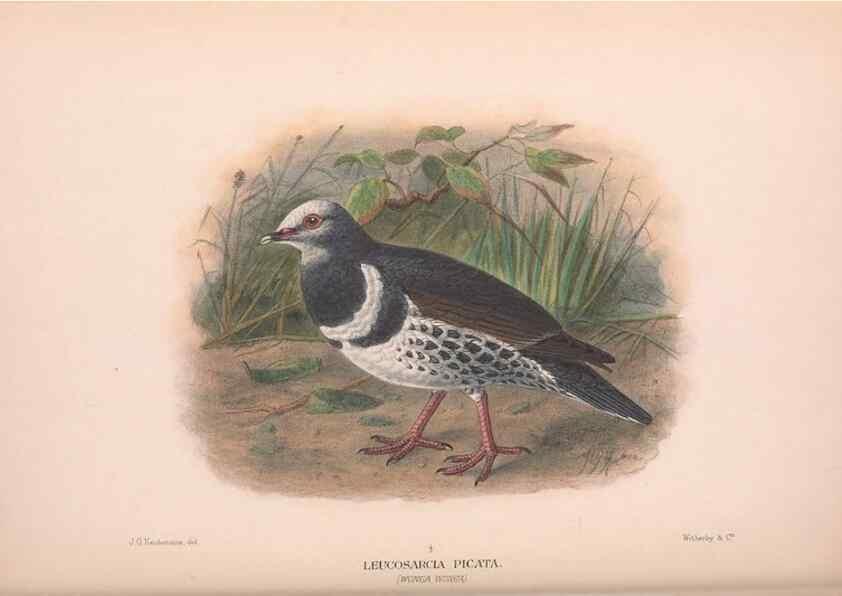 Reproducción/Reproduction 48684384277: The Birds of Australia. London :Witherby & Co.,1910-1927.. 