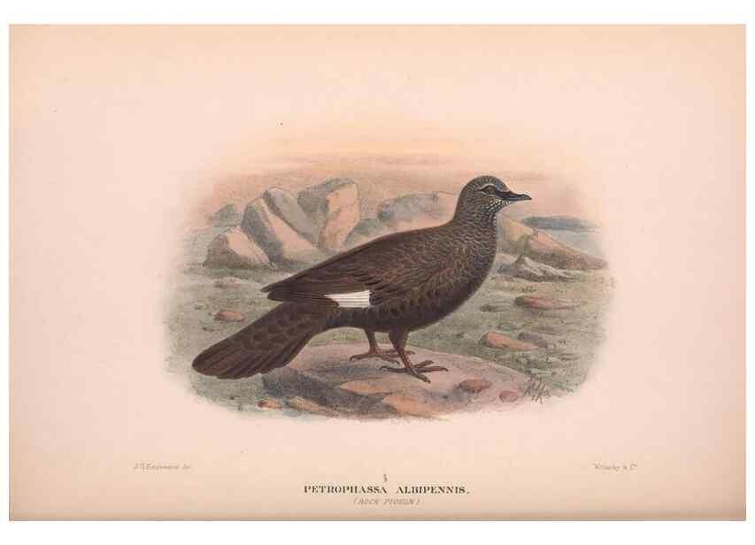 Reproducción/Reproduction 48684382082: The Birds of Australia. London :Witherby & Co.,1910-1927.. 