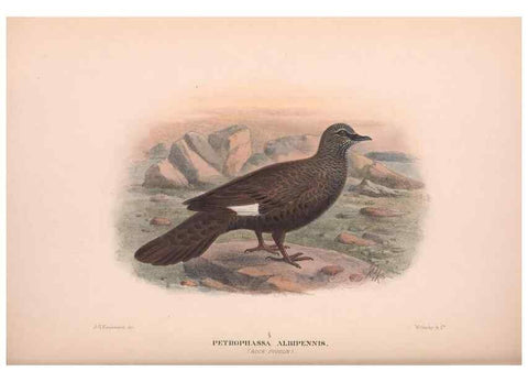 Reproducción/Reproduction 48684382082: The Birds of Australia. London :Witherby & Co.,1910-1927.. 