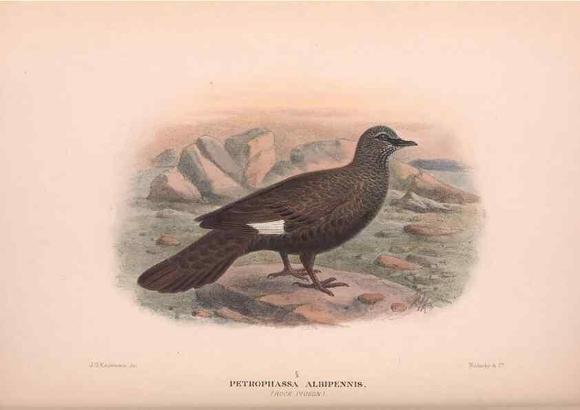 Reproducción/Reproduction 48684382082: The Birds of Australia. London :Witherby & Co.,1910-1927.. 