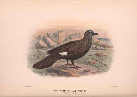 Reproducción/Reproduction 48684382082: The Birds of Australia. London :Witherby & Co.,1910-1927.. 