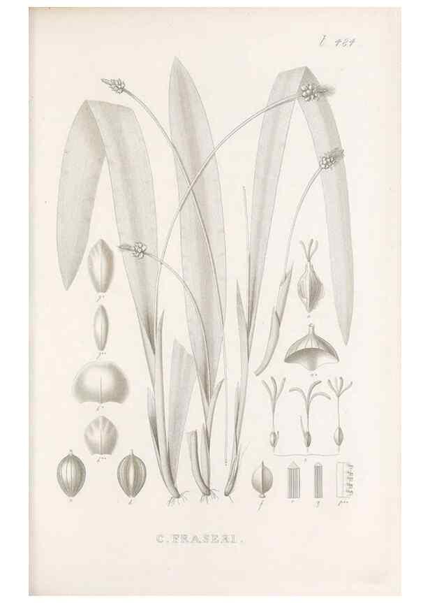 Reproducción/Reproduction 48683515587: Illustrations of the genus Carex. London :William Pamplin,1858-1867.. 