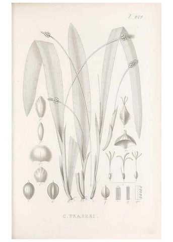Reproducción/Reproduction 48683515587: Illustrations of the genus Carex. London :William Pamplin,1858-1867.. 