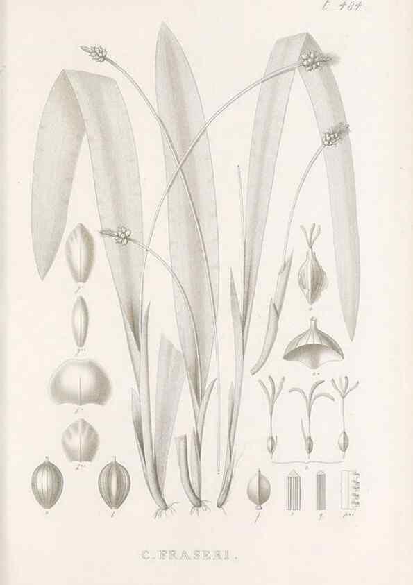 Reproducción/Reproduction 48683515587: Illustrations of the genus Carex. London :William Pamplin,1858-1867.. 